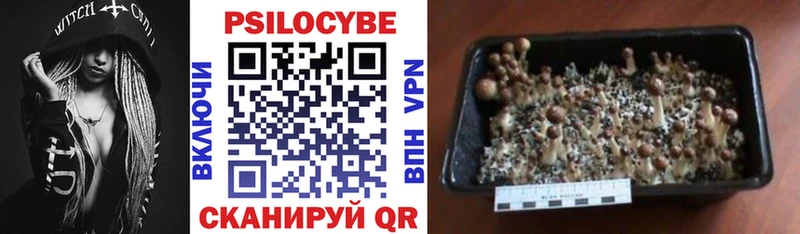 что такое   Сольвычегодск  Псилоцибиновые грибы Psilocybe 